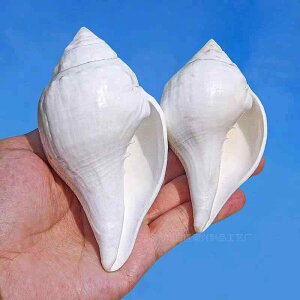 CeA u VR  Ch Lk L  ANAE   RNV IuWF H|i Mtg 蕨