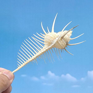 ANAE I[ig VRL Lk B[iX [C j[N  CAEg  u fBXvC