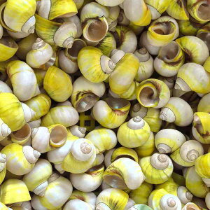 VRLk 񋏊Ip L Zݑւ L  CAEg ANAE t IuWF CeA u G Rf I[ig(x3)