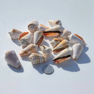 DIY Ntgf q LbY  VR Lk C̃VF  Jt   EBh`C ANZT[ nhCh  p[c