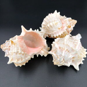 u VRLk  ANAE IuWF  CAEg Ϗܗp nCX^C LOi RNV bh(x5)