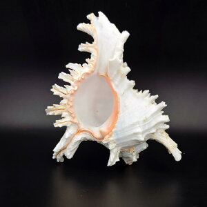 Lk LKC ZWKC VRL  ANAE CAEg  CeA RNV fBXvC Ϗܗp IuWF  nC i`(x5)