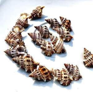 pi VRLk L ANAE CAEgIuWF fBXvC hJp ZݑւVF B ^I[ig