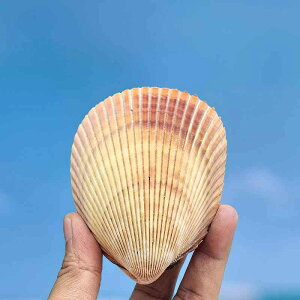 Lk u VR ^L   CAEg ANAE IuWF CeA fBXvC W{ RNV Ϗܗp fR[V  i`f ][g }eCXg