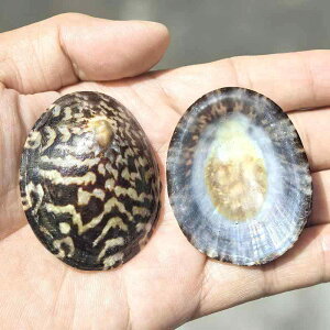 Lk VR zL TbL TS  ANAE i CeA nC u fBXvC Ϗܗp Be DIYf RNV IuWF