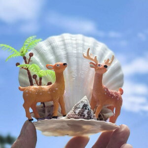 水槽装飾 アクアリウム 貝殻 人魚 マーメイド ミニチュア ジオラマ テラリウム DIY 手作り 置物 オーナメント かわいい おしゃれ マリン 海洋 サンゴ 巻き貝 クラフト インテリア