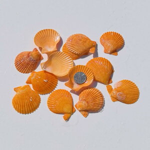 DIYf LbY VRLk qgf   ANAE CAEg hJ  nhCh Ntg tHgt[  bZ[W{g ċx R H(x2)