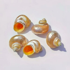 ANAE  VRLk L CG[ uF hJ ݑւ B Ϗ܋ CAEg fR[V