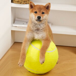 p ^ejX{[ ނ o vX`bN XgX ދ ^s Č R[M[ t`uhbO ybgpVѓ