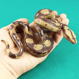 玩具 キッズ 大蛇 ニシキヘビ パイソン リアル 精巧 ソリッド PVC製 野生動物 模型 フィギュア 子供向け インテリア 飾り コレクション 置物 ディスプレイ 鑑賞