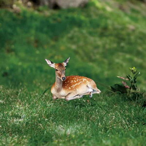 K[fsbN 킢 VJ or AN  `[t AJJg[ O  Ő K[fI[ig nݎ GNXeA G(x2)