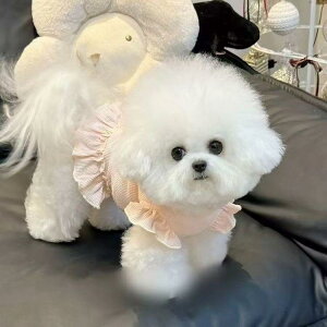 Lp tďH btn ԕ t s[X ^p |GXef JWA hbOEFA LbgEFA Ђ܂蕿 sN O[ 킢