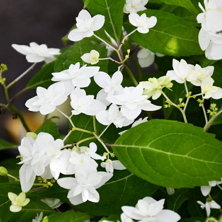 楽天市場 アジサイ 山紫陽花 苗 白富士 しろふじ 5号ポット苗 山アジサイ 紫陽花 品種 苗木 庭木 植木 花木 落葉樹 低木 日陰 苗木の専門店 グリーンでｇｏ