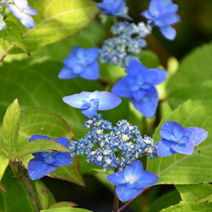 楽天市場 アジサイ 山紫陽花 苗 深山八重紫 みやまやえむらさき 5号ポット苗 山アジサイ 紫陽花 品種 苗木 庭木 植木 花木 落葉樹 低木 日陰 苗木の専門店 グリーンでｇｏ