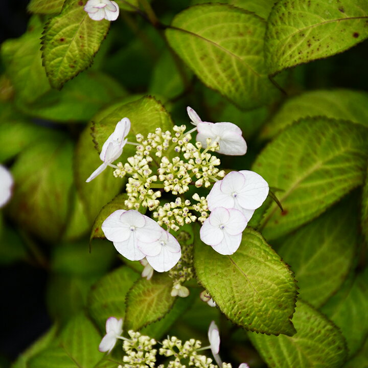 楽天市場 送料無料 アジサイ 山紫陽花 苗 清澄沢 きよすみさわ 5号ポット苗 ニーム小袋付き 山アジサイ 紫陽花 品種 苗木 庭木 植木 花木 落葉樹 低木 日陰 北海道 沖縄は送料無料適用外です 苗木の専門店 グリーンでｇｏ