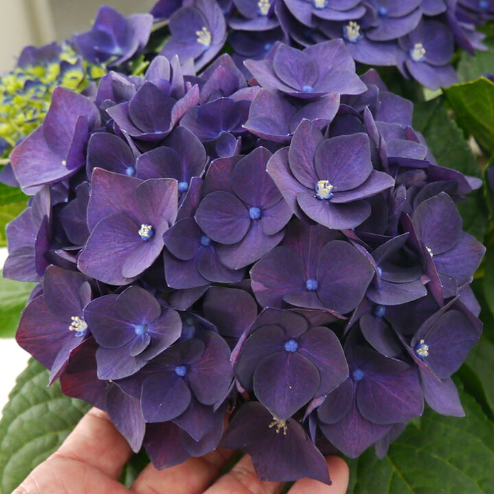 楽天市場 西洋アジサイ ハイドランジア 苗 ディープパープル 幼苗 紫陽花 品種 苗木 庭木 植木 花木 落葉樹 低木 日陰 Schroll 苗木の専門店 グリーンでｇｏ