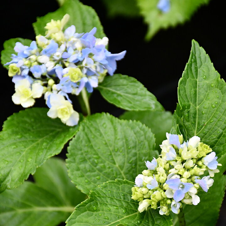 楽天市場 アジサイ 苗 ガーデンアジサイ 星花火 ほしはなび 5号ポット苗 紫陽花 品種 苗木 庭木 植木 花木 落葉樹 低木 日陰 加茂セレクション 苗木の専門店 グリーンでｇｏ