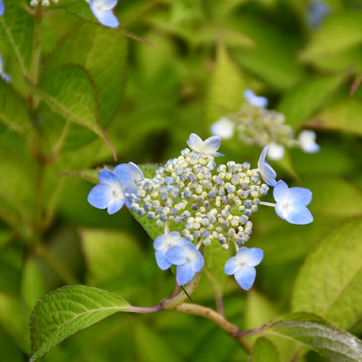 楽天市場 アジサイ 山紫陽花 苗 秦音 5号ポット苗 山アジサイ 紫陽花 品種 苗木 庭木 植木 花木 落葉樹 低木 日陰 苗木の専門店 グリーンでｇｏ