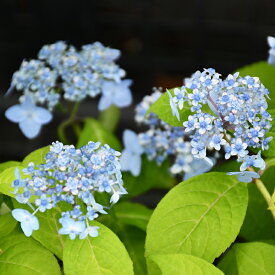 楽天市場 紫陽花 苗の通販