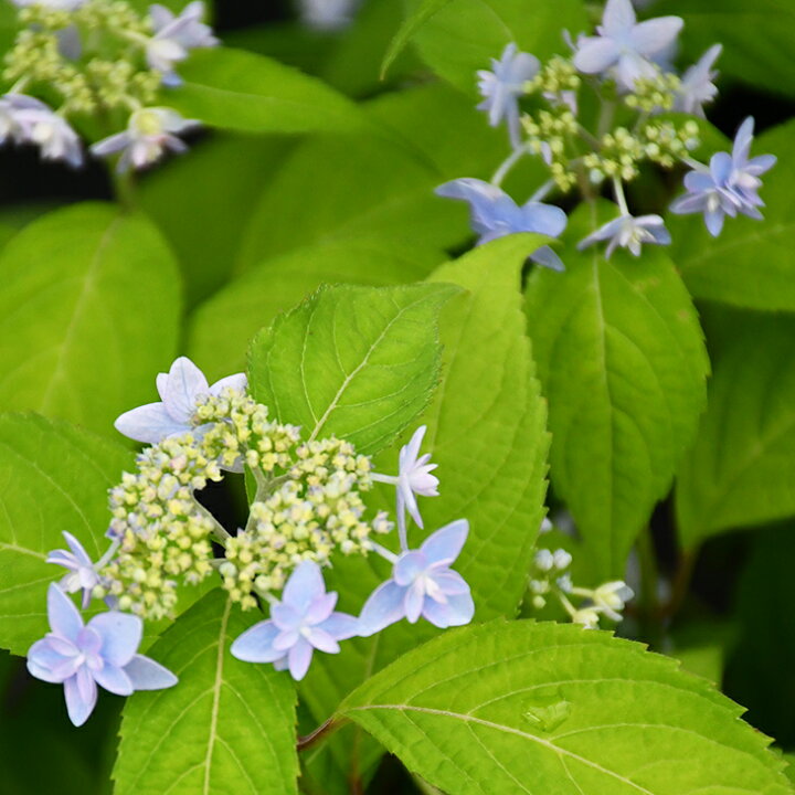 楽天市場 アジサイ 山紫陽花 苗 秦音の星 5号ポット苗 山アジサイ 紫陽花 品種 苗木 庭木 植木 花木 落葉樹 低木 日陰 苗木の専門店 グリーンでｇｏ