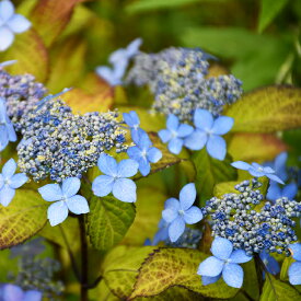楽天市場 アジサイ 山紫陽花 苗 黒姫の通販