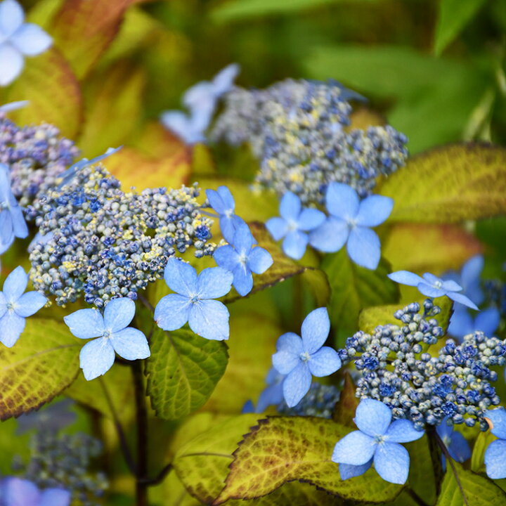 楽天市場 アジサイ 山紫陽花 苗 黒姫 5号ポット苗 山アジサイ 紫陽花 品種 苗木 庭木 植木 花木 落葉樹 低木 日陰 苗木の専門店 グリーンでｇｏ