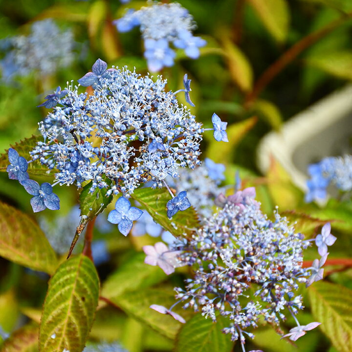 楽天市場 アジサイ 山紫陽花 苗 七変化 5号ポット苗 山アジサイ 紫陽花 品種 苗木 庭木 植木 花木 落葉樹 低木 日陰 苗木の専門店 グリーンでｇｏ