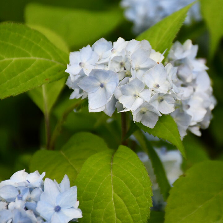 楽天市場 アジサイ 山紫陽花 苗 秋篠てまり 5号ポット苗 山アジサイ 紫陽花 品種 苗木 庭木 植木 花木 落葉樹 低木 日陰 苗木の専門店 グリーンでｇｏ