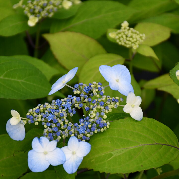 楽天市場 アジサイ 山紫陽花 苗 青甘茶 幼苗 山アジサイ 紫陽花 品種 苗木 庭木 植木 花木 落葉樹 低木 日陰 苗木の専門店 グリーンでｇｏ