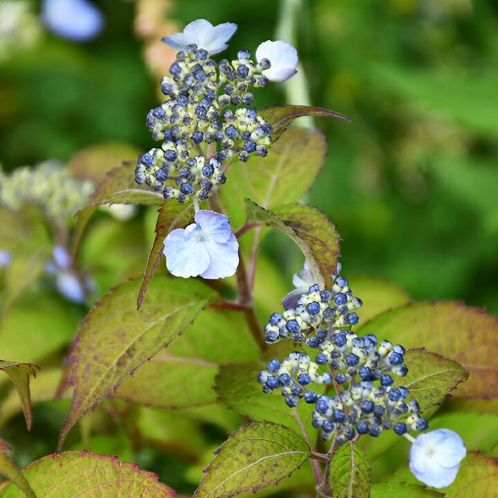 楽天市場 期間限定30 Off アジサイ 山紫陽花 苗 小町絞り 5号ポット苗 山アジサイ 紫陽花 品種 苗木 庭木 植木 花木 落葉樹 低木 日陰 苗木の専門店 グリーンでｇｏ