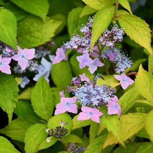 盆栽 紫陽花の人気商品 通販 価格比較 価格 Com 盆栽 紫陽花の人気商品 通販 価格比較 価格 Com
