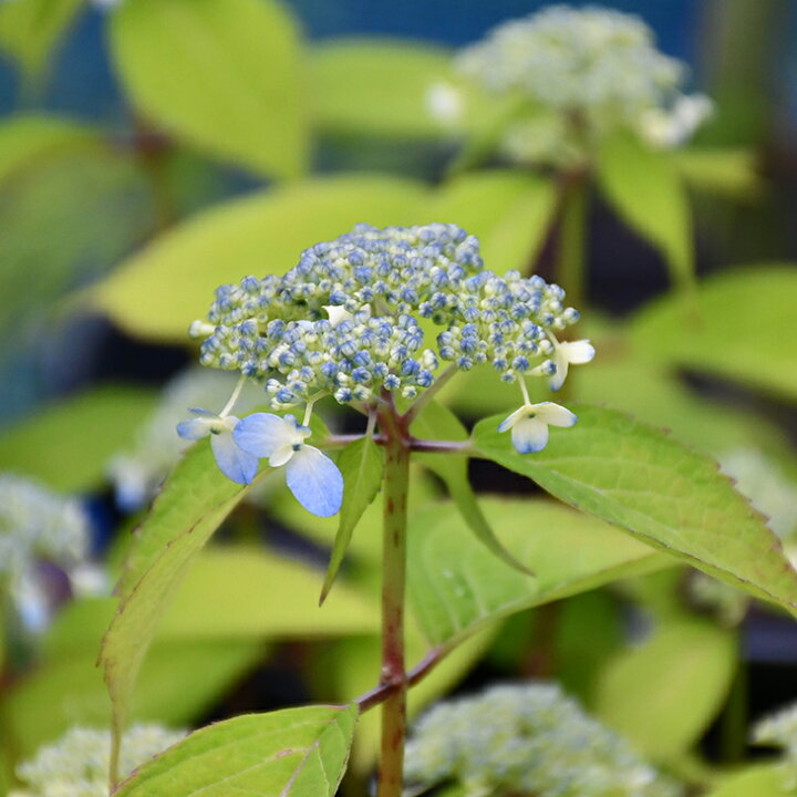 楽天市場 アジサイ 山紫陽花 苗 水縄 5号ポット苗 山アジサイ 紫陽花 品種 苗木 庭木 植木 花木 落葉樹 低木 日陰 苗木の専門店 グリーンでｇｏ