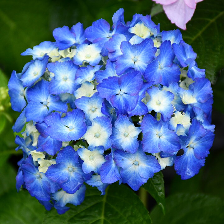 楽天市場 西洋アジサイ 苗 エルマール 5号ポット苗 紫陽花 品種 苗木 庭木 植木 花木 落葉樹 低木 日陰 加茂セレクション 苗木の専門店 グリーンでｇｏ