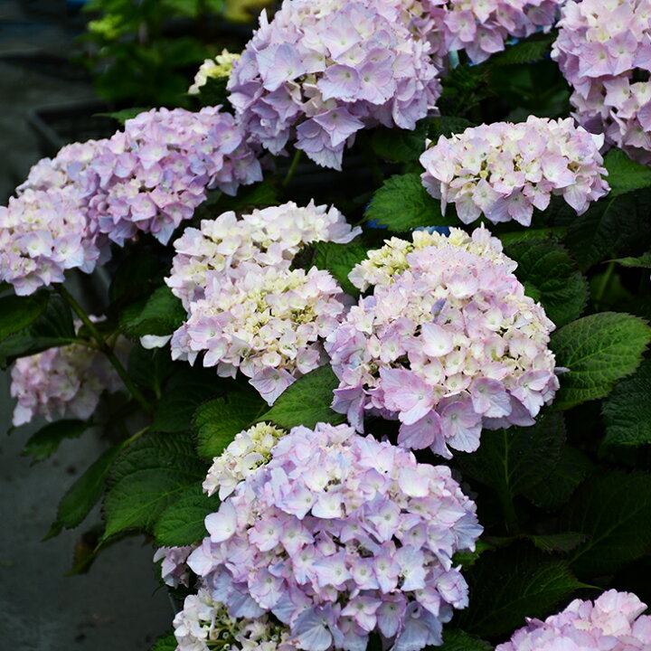 楽天市場 西洋アジサイ 苗 ラ ベッラ 幼苗 紫陽花 品種 苗木 庭木 植木 花木 落葉樹 低木 日陰 加茂セレクション 苗木の専門店 グリーンでｇｏ