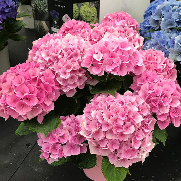楽天市場 西洋アジサイ 苗 ハイドランジア ピンク マーブルソーダ 5号ポット苗 紫陽花 品種 苗木 庭木 植木 花木 落葉樹 低木 日陰 加茂セレクション 苗木の専門店 グリーンでｇｏ