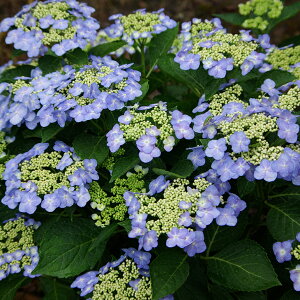 苗 紫陽花の人気商品 通販 価格比較 価格 Com 苗 紫陽花の人気商品 通販 価格比較 価格 Com