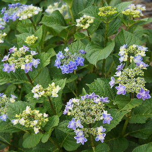 アジサイ ガーデン 農業資材 ガーデニング用品の人気商品 通販 価格比較 価格 Com