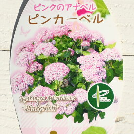 楽天市場 ピンクアナベル 品種の通販
