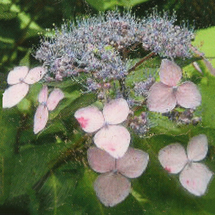 楽天市場 アジサイ 山紫陽花 苗 伊予小町 いよこまち 5号ポット苗 山アジサイ 紫陽花 品種 苗木 庭木 植木 花木 落葉樹 低木 日陰 苗木の専門店 グリーンでｇｏ