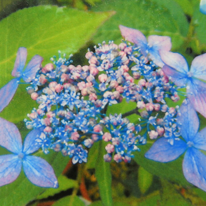 楽天市場 アジサイ 山紫陽花 苗 普賢の華 ふげんのはな 5号ポット苗 山アジサイ 紫陽花 品種 苗木 庭木 植木 花木 落葉樹 低木 日陰 苗木の専門店 グリーンでｇｏ