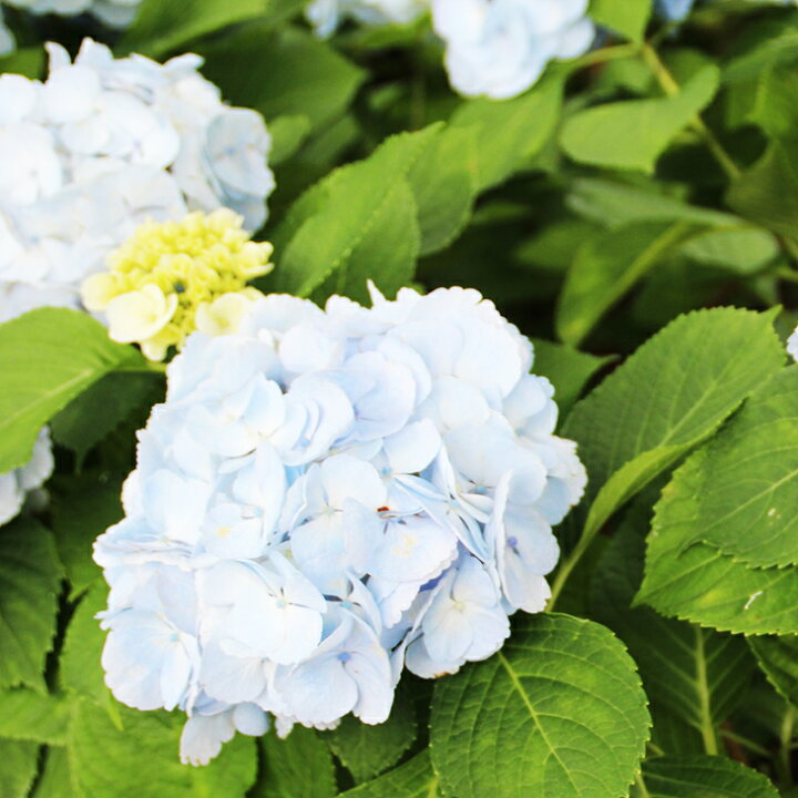 楽天市場 アジサイ 苗 アスペラ 手まり咲き 幼苗 あじさい 紫陽花 品種 苗木 庭木 植木 花木 落葉樹 低木 日陰 苗木の専門店 グリーンでgo 楽天市場 アジサイ 苗 アスペラ 手まり咲き 幼苗 あじさい 紫陽花 品種 苗木 庭木 植木 花木 落葉樹 低木 日陰 苗木の専門店 グリーンでgo