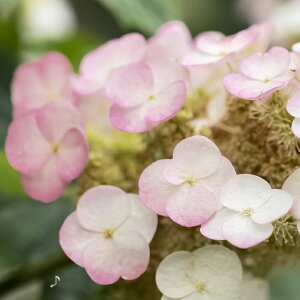 植木 盆栽 カシワバアジサイの人気商品 通販 価格比較 価格 Com