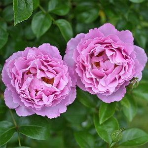 o c fo[ yALTh _rbh j[ iCLj mo^in  lG炫z 2N ڂؑc KN [Y t`[Y