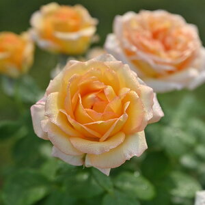 o c fo[ yR[g h[ iCLj mo^in  lG炫z 2N ڂؑc KN [Y t`[Y