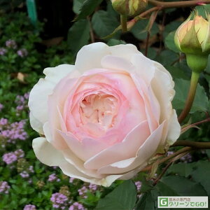 o c ͖{o yVN (FL)  lG炫z 2N ڂؑc KN ͖{ooc