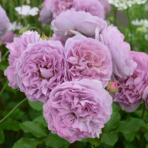 o c ͖{o y iCLj mo^in  lG炫z 2N ڂؑc KN [Y