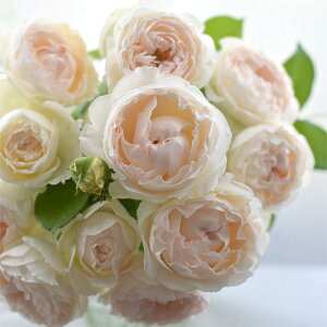 o c ͖{o y~G hD tH iCLj mo^in  lG炫z 2N ڂؑc KN [Y