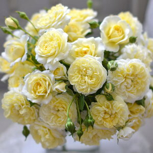 o c ͖{o yvl iCLj mo^in  JԂ炫z 2N ڂؑc KN [Y