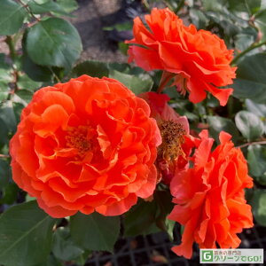 o c  yruoJX (FL)  lG炫z 2N ڂؑc KN [Y o  c  o 