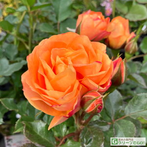 o c  yxr[}eBJ (FL)  lG炫z 2N ڂؑc KN [Y o  c  o 